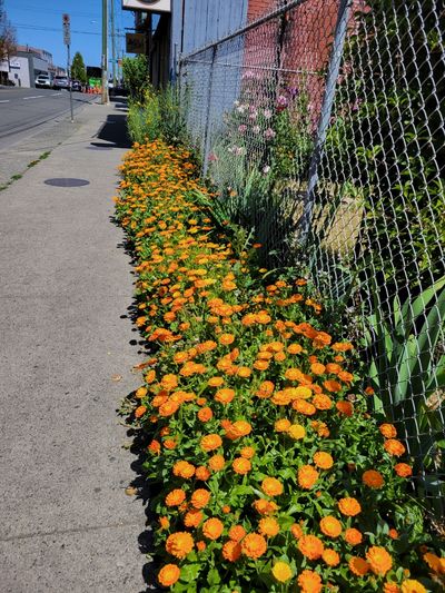 wildflower drift along sidewalk