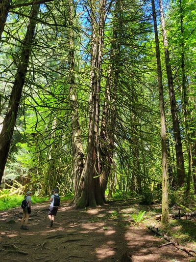 A cluster of tall, thin cedars with Cindy and Line in the foreground for scale. Francis/King Park, View Royal.