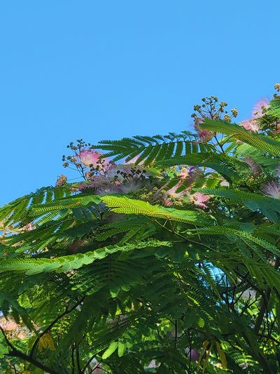 detail of the delicate red flowers of a Persian silk tree, Parksville
