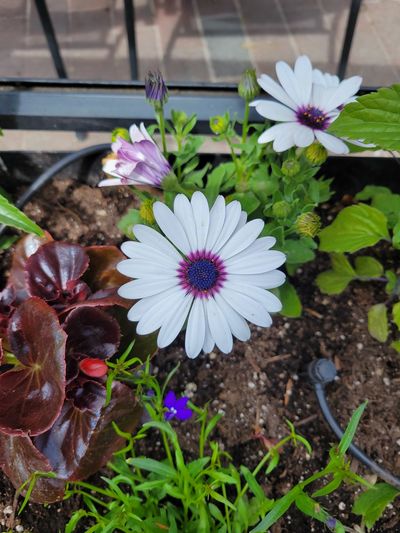 close up of a white daisy with dark purple centre, from a flower bed outside the Olde Spaghetti Factory, Victoria