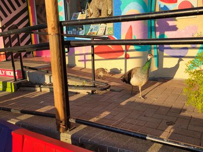 Mama peacock and a little one, in front of Shenanigans bookstore on Cook Street, Victoria BC