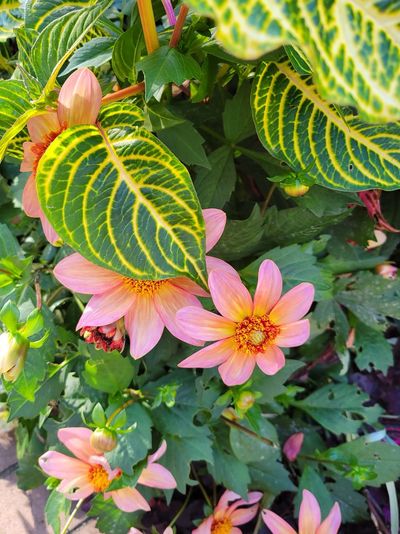 An delicate dahlia flower with simple orangy-pink petals