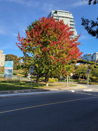 Specimen tree with leaves turning a bright red on top