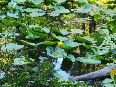Closeup of a lily pad with blooming yellow flower, Upper Thetis Lake on Vancouver Island.