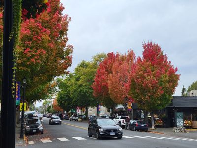 Two trees with brilliant red leaves, Oak Bay Avenue