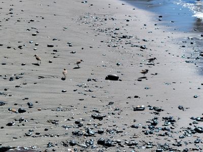 tiny sandpiper birds walking along the rocky beach, French Beach, Vancouver Island