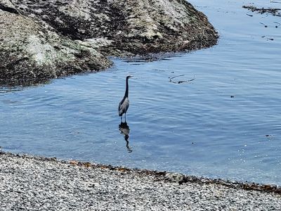 Great blue heron standing in a few inches of water, moments before spearing a fish
