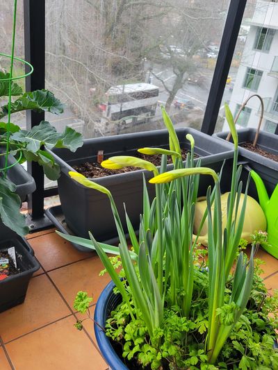 update on my daffodil pot, with three flowers just about to open!